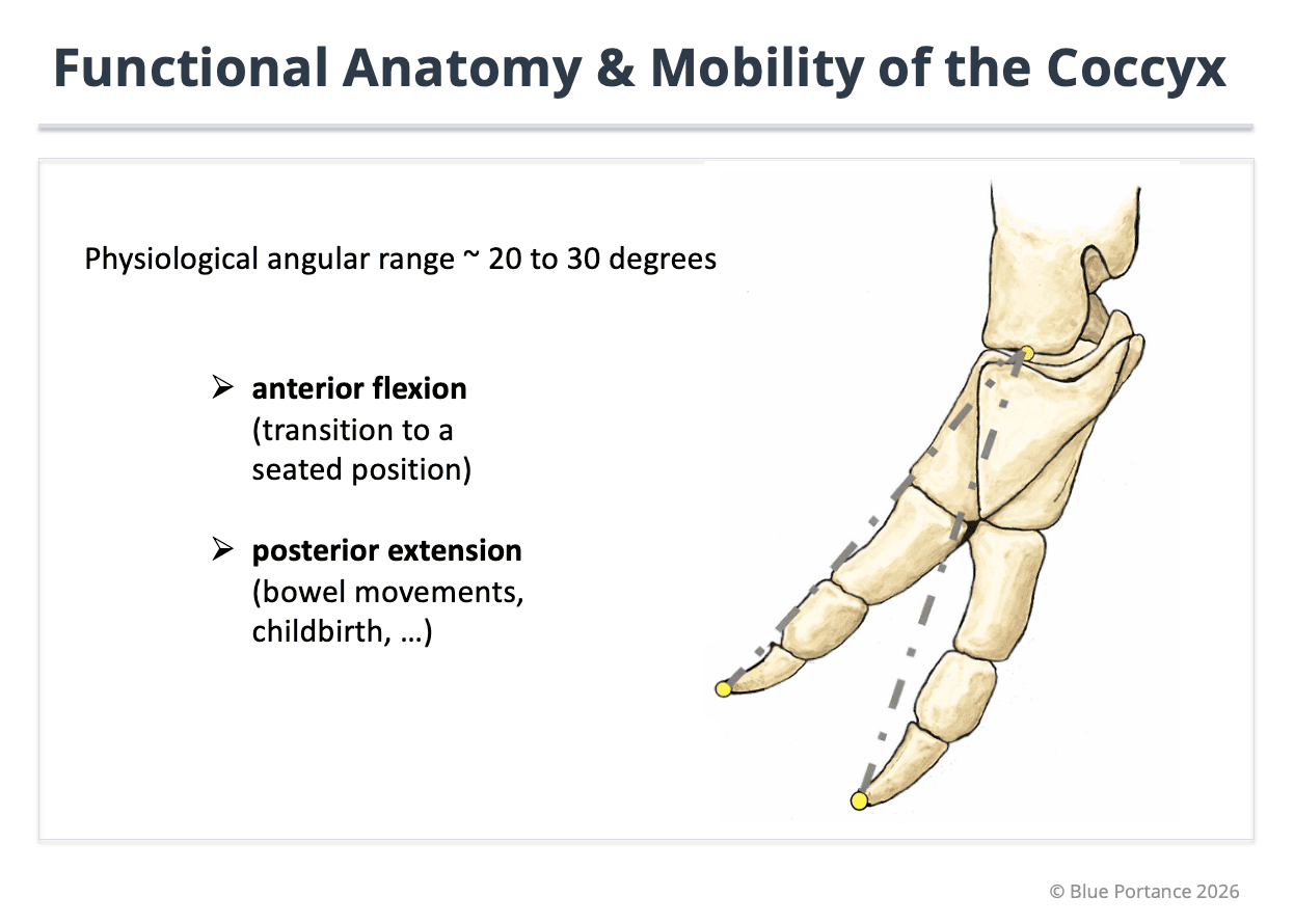 Intrinsic sacrococcygeal mobility (approximately 20–30 degrees) allowing adaptation to seated mechanical constraints.