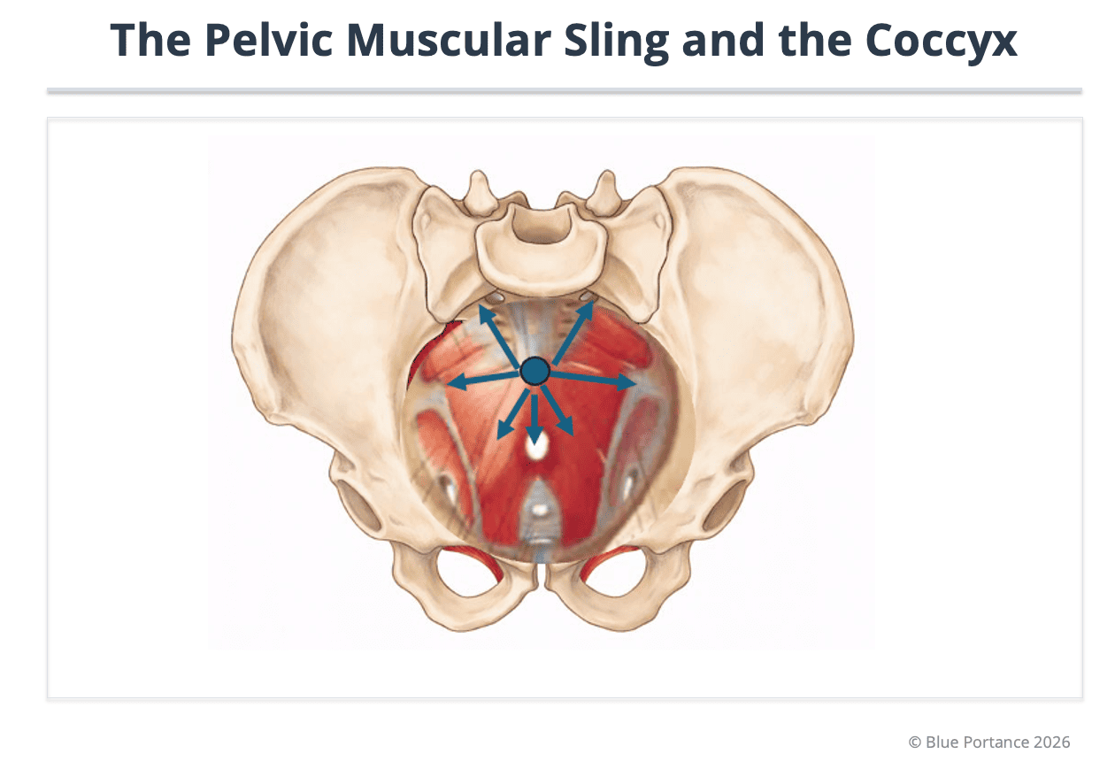 Functional anatomy and coccyx mobility: coccygeal segments, muscular insertions, coccyx tensioning and reduced mobility