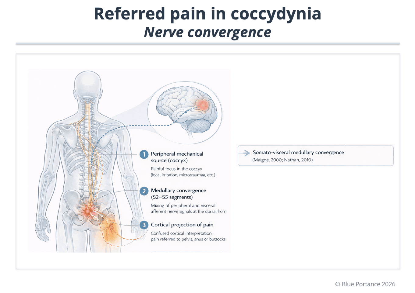 Local coccygeal pain versus referred pain toward the perineum and buttocks, with involved neural pathways